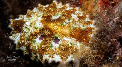 Miamira miamirana. Tulamben. Bali.