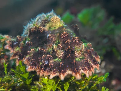 Pitted Ceratosoma - Miamira miamirana