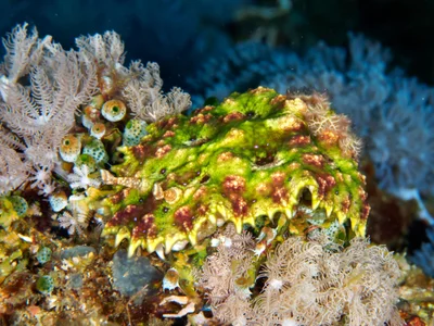 Miamira miamirana - Port Galera, Mimaropa, PH
