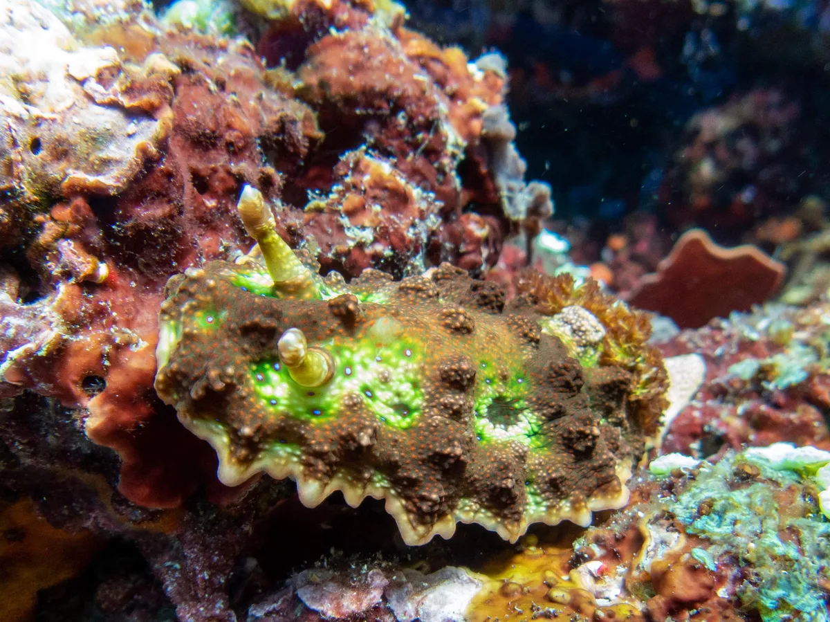 Miamira miamirana - Kabupaten Alor, East Nusa Tenggara, ID