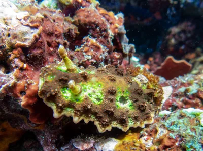 Miamira miamirana - Kabupaten Alor, East Nusa Tenggara, ID