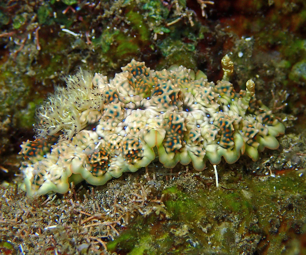 Miamira miamirana - L'Étang-Salé 97427, La Réunion