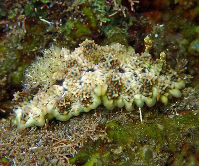 Miamira miamirana - L'Étang-Salé 97427, La Réunion