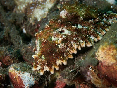 Miamira miamirana - Tulamben, Kubu, Karangasem Regency, Bali, Indonesia
