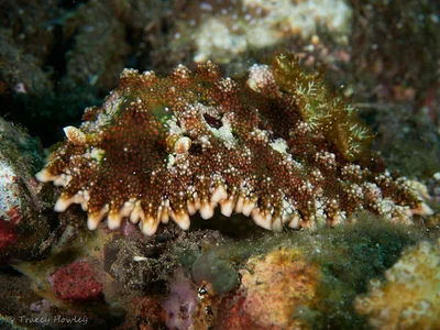 Miamira miamirana - Tulamben, Kubu, Karangasem Regency, Bali, Indonesia
