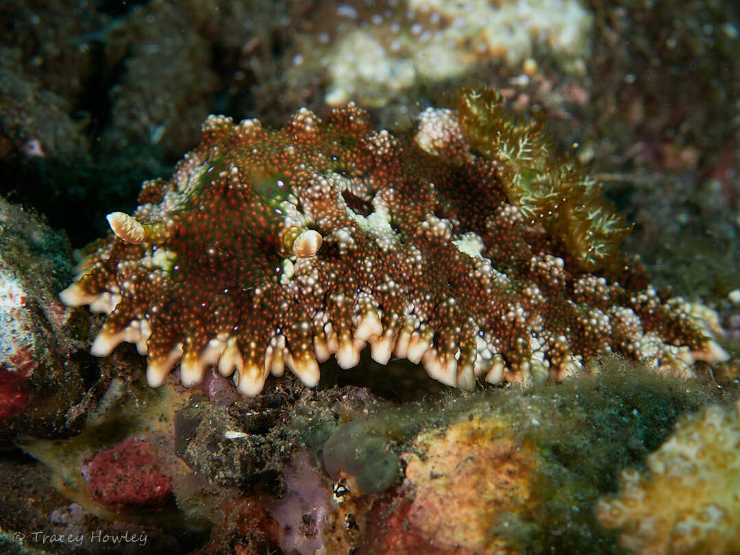 Miamira miamirana - Tulamben, Kubu, Karangasem Regency, Bali, Indonesia