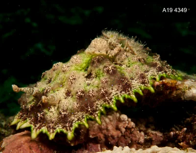 Miamira miamirana - Tingloy, Batangas, Philippines