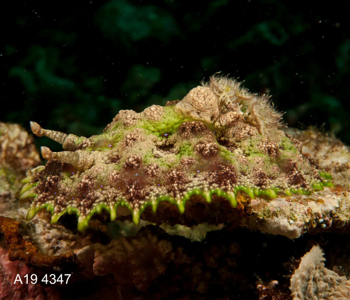 Miamira miamirana - Tingloy, Batangas, Philippines