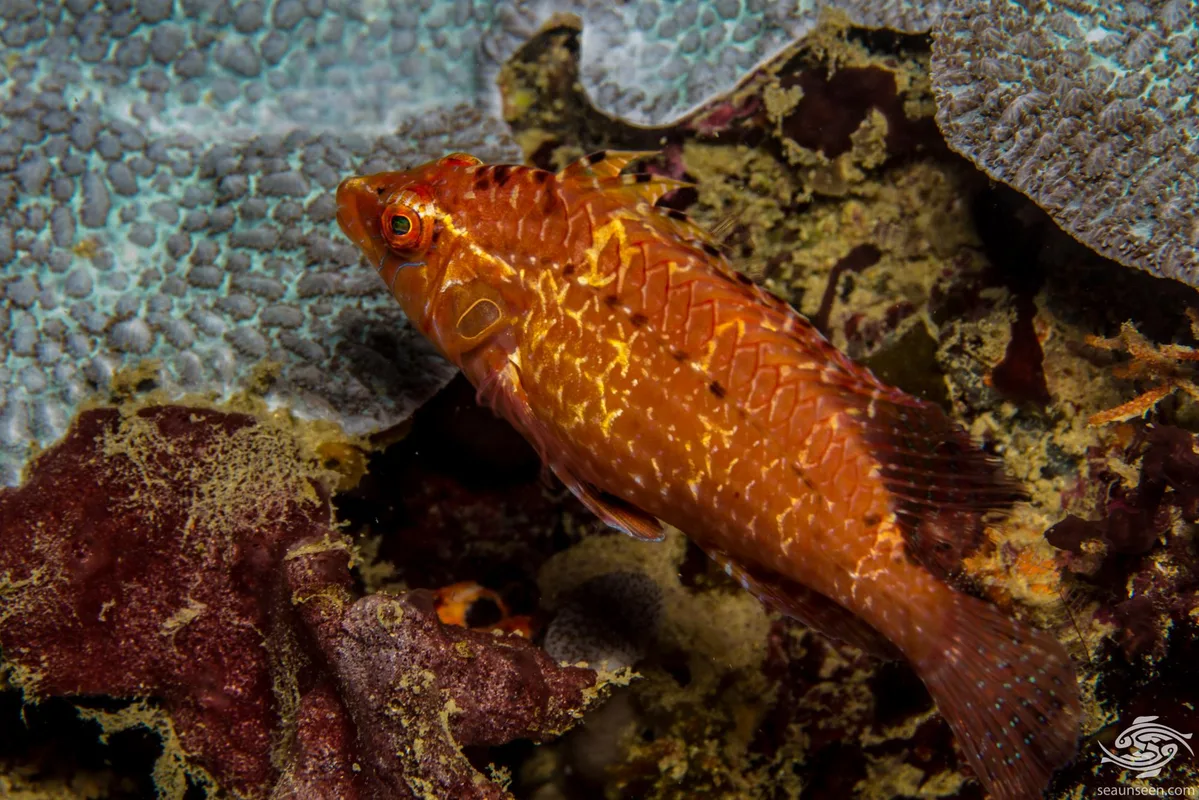 Cryptic Wrasse