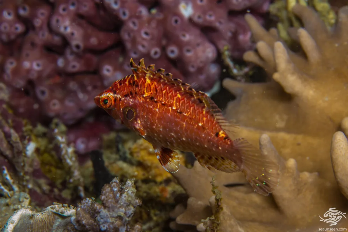 Cryptic Wrasse