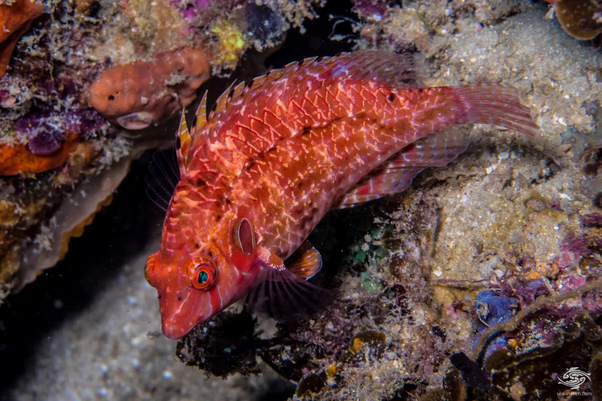 Cryptic Wrasse