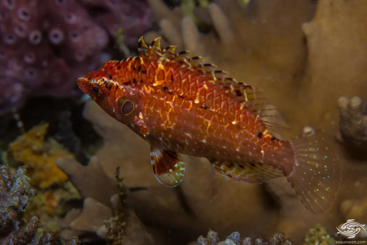 Cryptic Wrasse