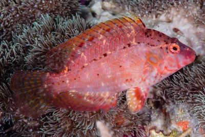 Thrush sneaky wrasse - Pteragogus turdus