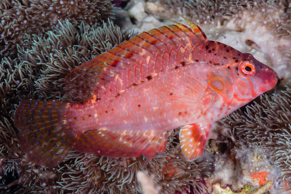 Thrush sneaky wrasse - Pteragogus turdus