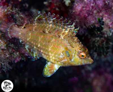 Cryptic Wrasse (Pteragogus cryptus)