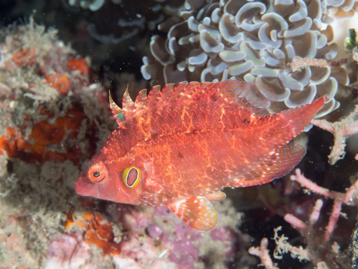 Cryptic wrasse (Pteragogus cryptus)