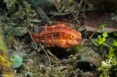 Wrasse (prob. Oxycheilinus orientalis, maybe Pteragogus cryptus)