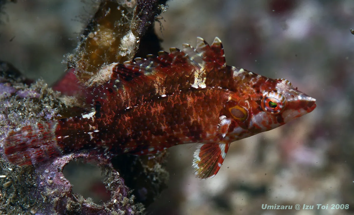 Cryptic Wrasse (Pteragogus cryptus)