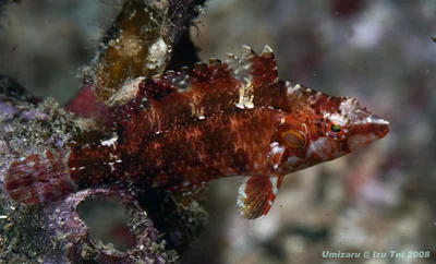 Cryptic Wrasse (Pteragogus cryptus)