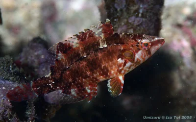 Cryptic Wrasse (Pteragogus cryptus)