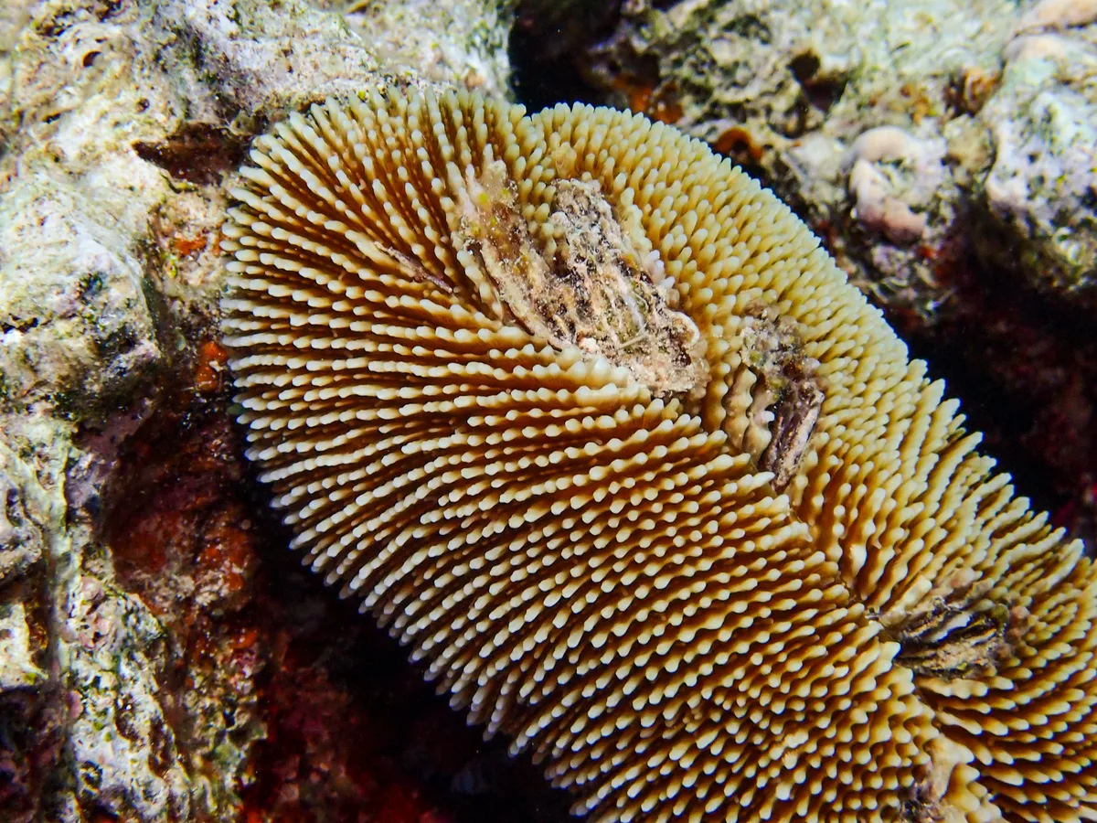 Ctenactis Crassa