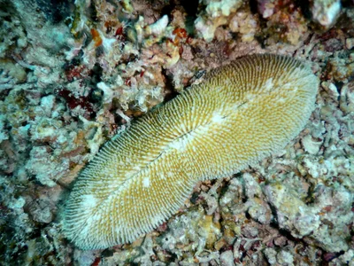 Ctenactis crassa - Egypt