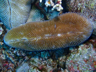 Ctenactis crassa - Ras Mohammed National Park, EG-JS-SS, EG-JS, EG
