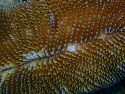 Ctenactis crassa - Ras Mohammed National Park, EG-JS-SS, EG-JS, EG