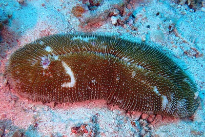 Ctenactis crassa - Berau, ID-KI, ID