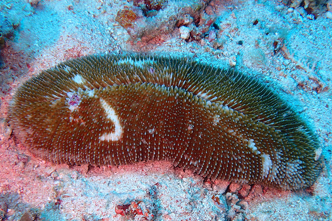 Ctenactis crassa - Berau, ID-KI, ID