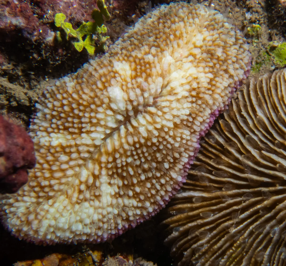 Ctenactis crassa - Biorock, Pemuteran, Bali, Indonesia