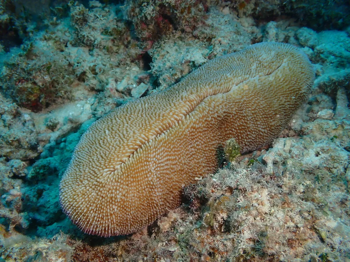 Ctenactis crassa - Magari, Kumejima, Shimajiri-Gun, Okinawa, JP