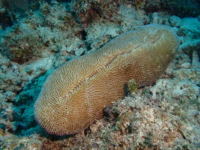 Ctenactis crassa - Magari, Kumejima, Shimajiri-Gun, Okinawa, JP