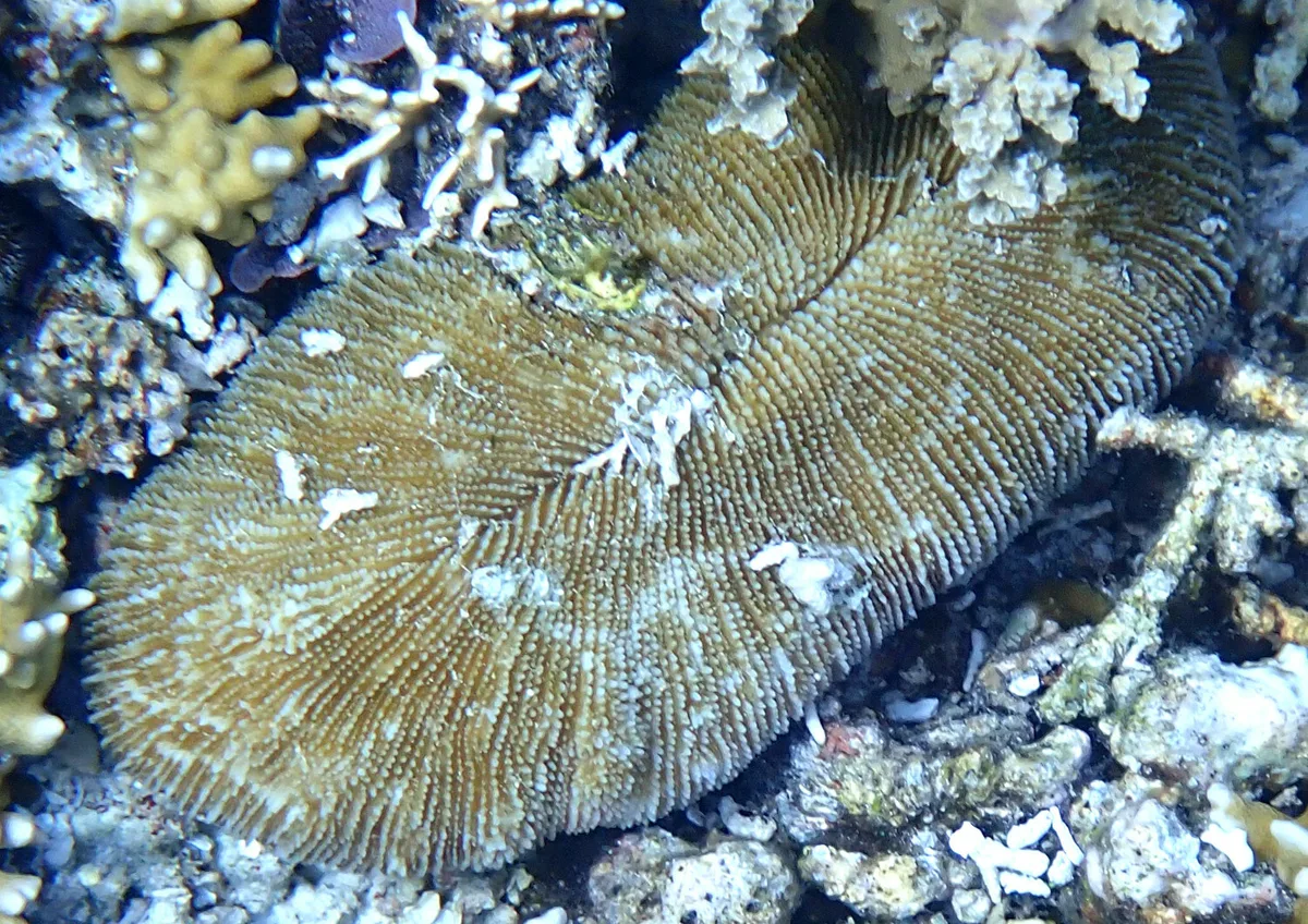 Ctenactis crassa - Mansuar Is, Raja Ampat Regency, West Papua, Indonesia