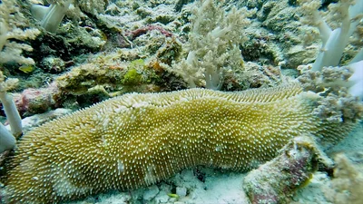 Ctenactis crassa - F884+PXG, Rawai, Mueang Phuket District, Phuket, Thailand