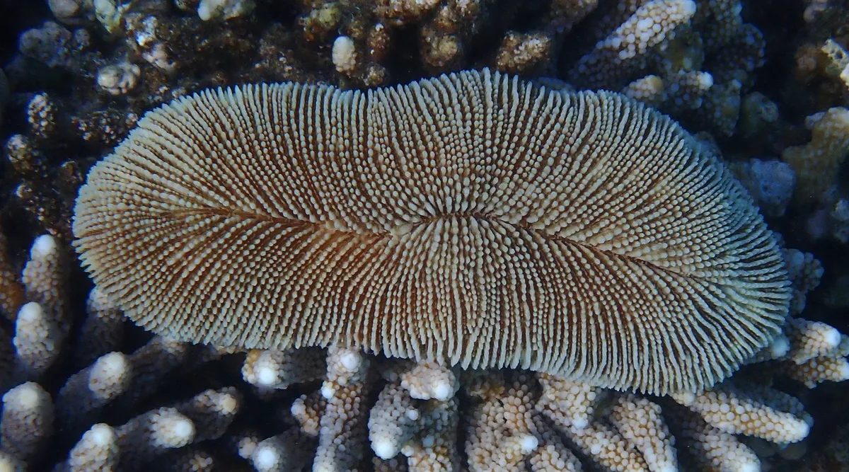 Ctenactis crassa - Marsa Alam, Red Sea Governorate, Egypt