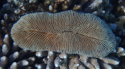 Ctenactis crassa - Marsa Alam, Red Sea Governorate, Egypt