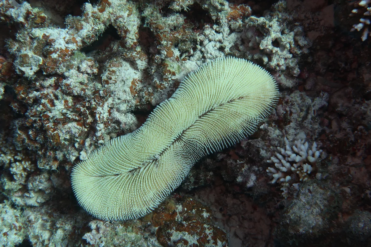 Ctenactis crassa - Marsa Shagra Halaib W Shalatin، 22km North، Marsa Alam, Red Sea Governorate 84712, Egypt