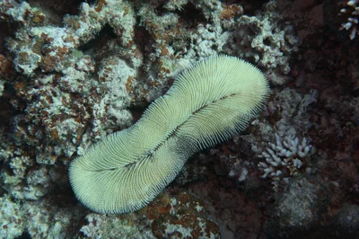 Ctenactis crassa - Marsa Shagra Halaib W Shalatin، 22km North، Marsa Alam, Red Sea Governorate 84712, Egypt