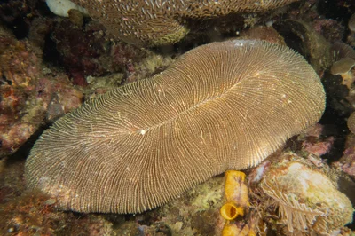Ctenactis crassa - Mabini, Provinz Batangas, Philippinen