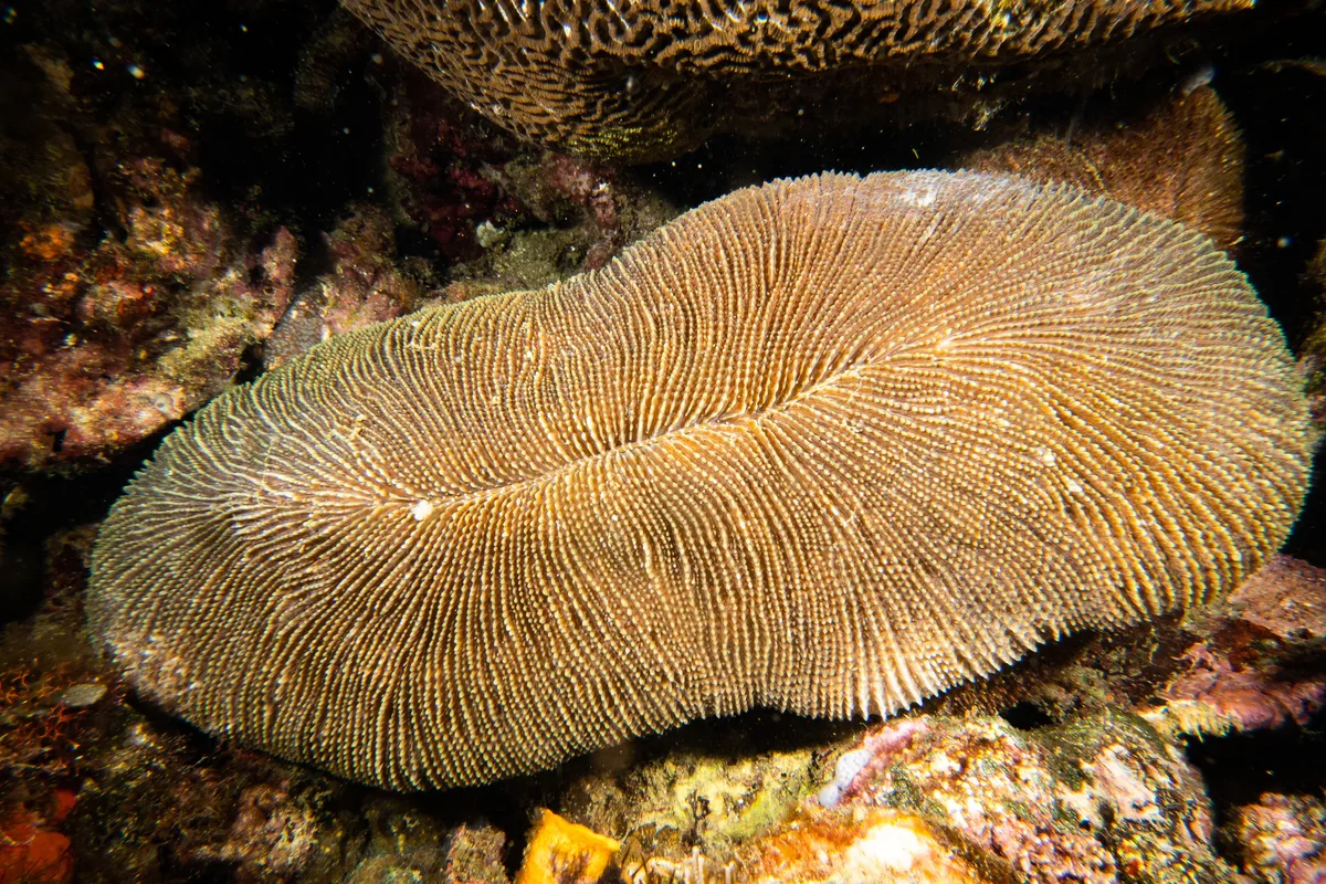 Ctenactis crassa - Mabini, Provinz Batangas, Philippinen