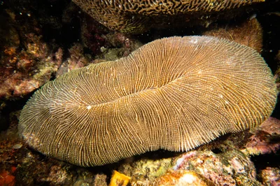 Ctenactis crassa - Mabini, Provinz Batangas, Philippinen