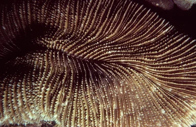 Ctenactis crassa - Gunung Bagahak, Lahad Datu, Sabah, Malaysia