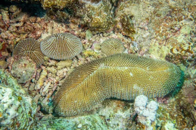 Ctenactis crassa - Al-Qusayr, EG-BA, EG