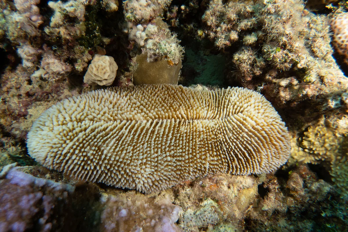 Ctenactis crassa - El Qoseir, Red Sea Governorate, Ägypten