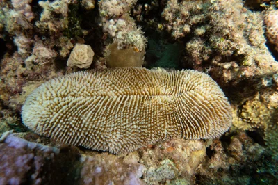 Ctenactis crassa - El Qoseir, Red Sea Governorate, Ägypten