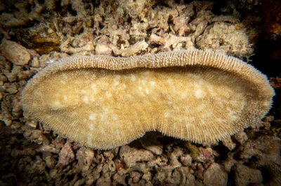 Ctenactis crassa