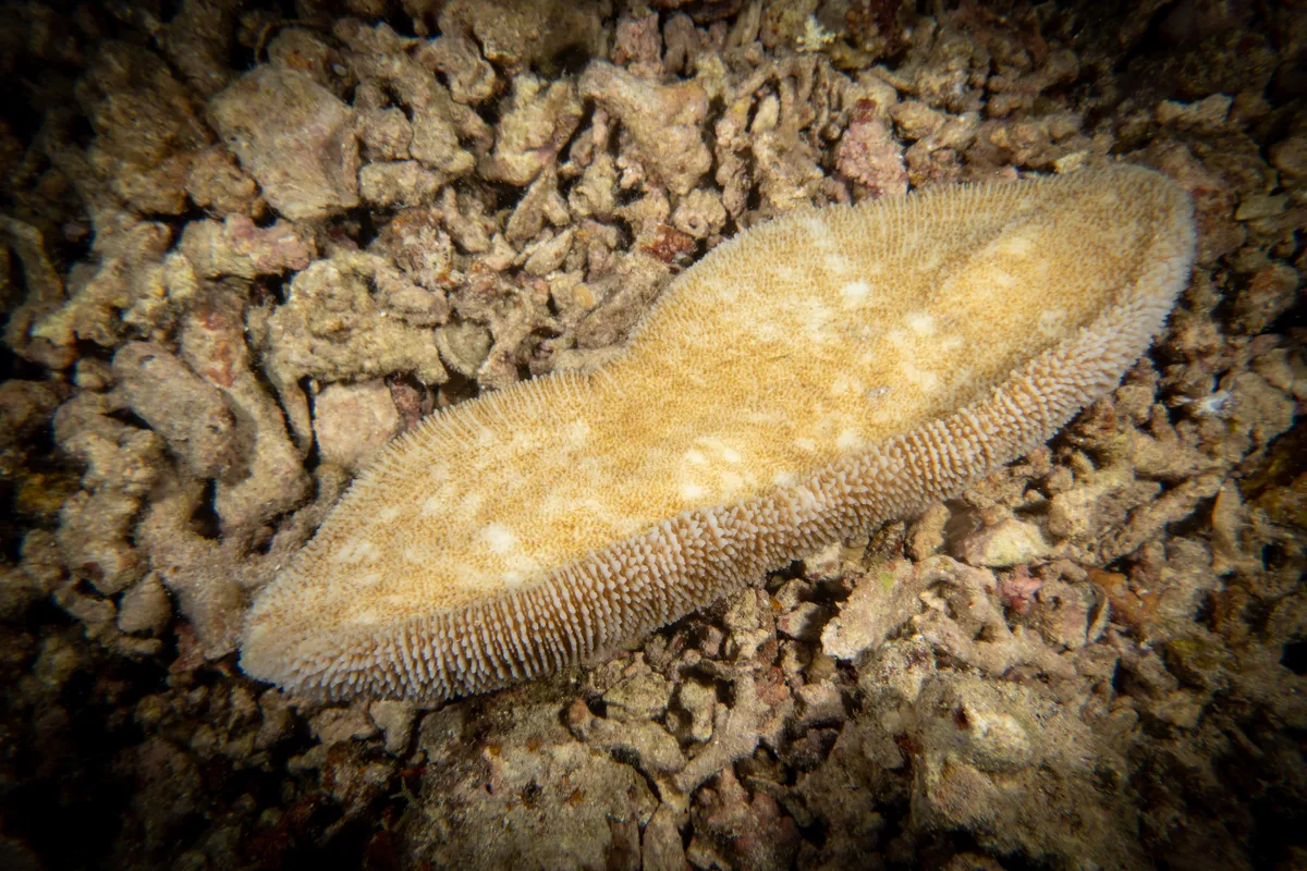 Ctenactis crassa