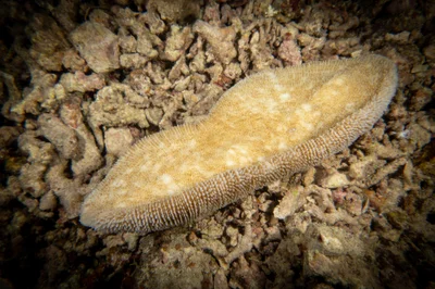 Ctenactis crassa