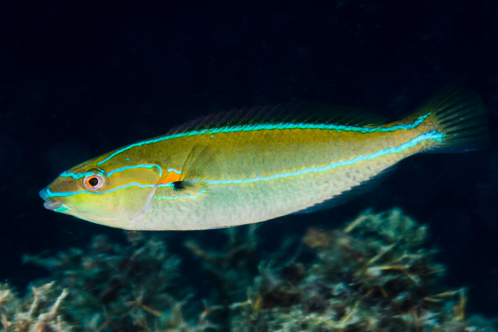 Cutribbon wrasse, terminal phase - Stethojulis interrupta